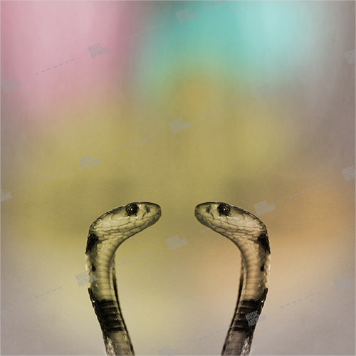 Album artwork image showing two snakes.