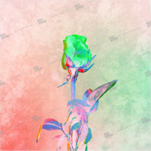 Album artwork design with rose