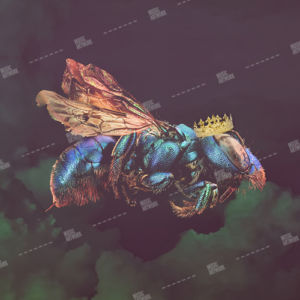 album cover design