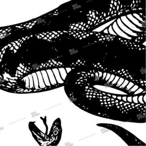 album art with snake