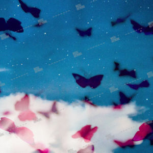 butterflies album art